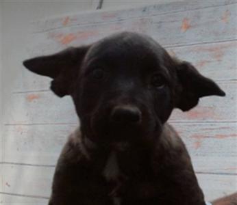 BRUCE, Labrador Retriever / Pit Bull Terrier, puppy, available for adoption