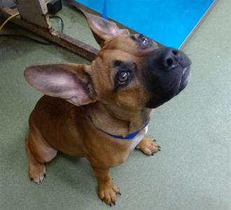 BONSAI, Boxer, young, available for adoption