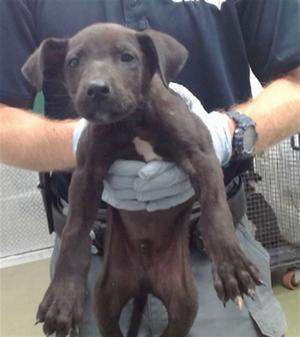 a person holding a small brown puppy