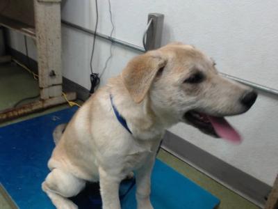 BURTON, Labrador Retriever, young, available for adoption