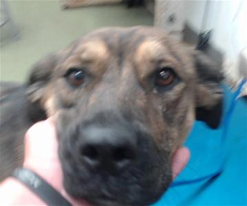 FOXGLOVE, Hound, young, available for adoption