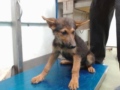 DEAN, German Shepherd Dog, puppy, available for adoption