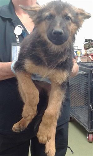 A German Shepherd puppy being held by a person in a veterinary setting.