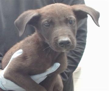 A brown puppy being held by a person wearing white gloves.