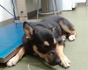 CLOVE, German Shepherd Dog, young, available for adoption