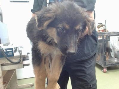A fluffy black and tan puppy being held by a person in a veterinary clinic.