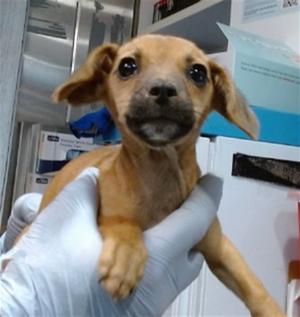 JUNE, Chihuahua, puppy, available for adoption
