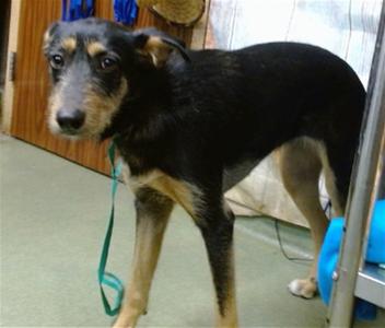 BELLA, Terrier, young, available for adoption