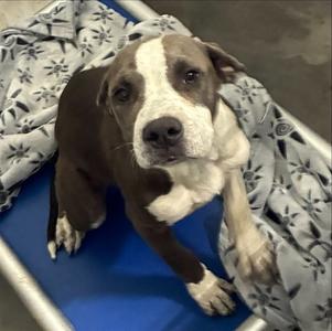 DOVE, Pit Bull Terrier, puppy, available for adoption