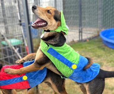 BOWIE, German Shepherd Dog / Labrador Retriever, adult, available for adoption