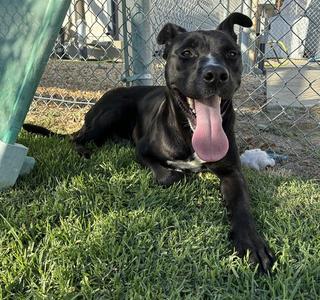 BORIS, Pit Bull Terrier, adult, available for adoption