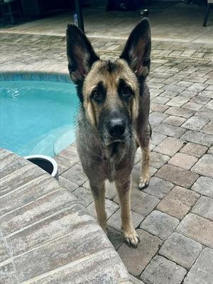 BAILEY, German Shepherd Dog, adult, available for adoption
