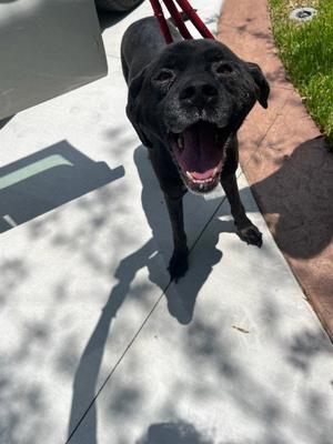 RUSSELL, Labrador Retriever, senior, available for adoption