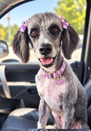 SALLY, Australian Shepherd / Poodle (Standard), senior, available for adoption