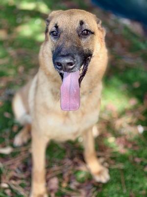 PIG PEN, German Shepherd Dog, adult, available for adoption