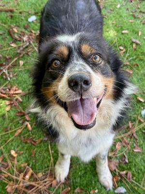 HENRY, Australian Shepherd, adult, available for adoption