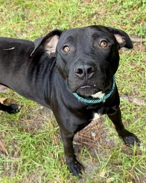 FRIESIAN, Labrador Retriever, adult, available for adoption