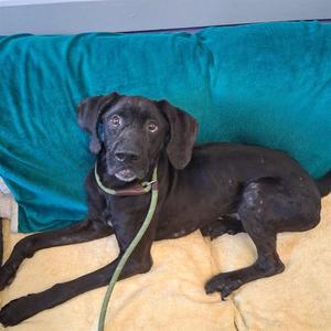 ANKYLOSAURUS, German Shorthaired Pointer, adult, available for adoption