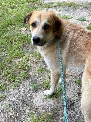 MAX, Great Pyrenees, adult, available for adoption