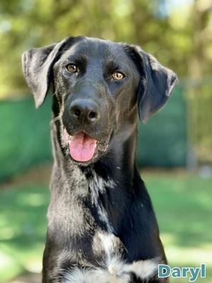 DARYL, Labrador Retriever, adult, available for adoption