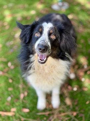 LIGHTENING, Australian Shepherd, adult, available for adoption