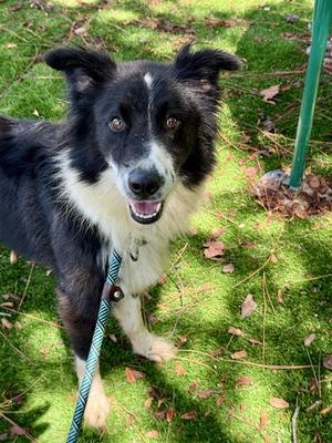 BROCK, Australian Shepherd, adult, available for adoption