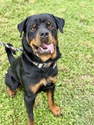 ZEUS, Rottweiler, adult, available for adoption