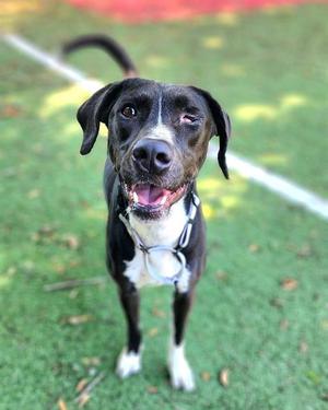 RAMSEY, Pointer, adult, available for adoption