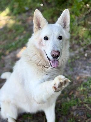 SALTY SPITOON, German Shepherd Dog, adult, available for adoption