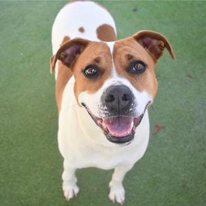 A brown and white dog with floppy ears and a black nose, smiling at the camera.