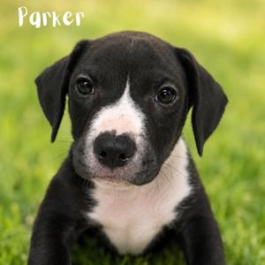 Parker, Pit Bull Terrier, puppy, available for adoption