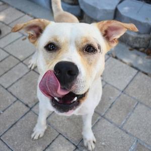 A white dog with brown ears and a black nose is standing on a tiled surface, looking up with its tongue out.