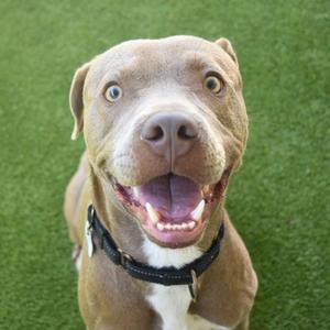 A close-up, wide-eyed portrait of a happy pit bull dog with its mouth open and tongue visible, wearing a black collar, against a blurred green background.