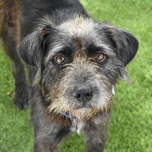 Shaggy, Schnauzer, young, available for adoption
