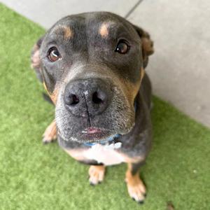 Joanie, Pit Bull Terrier, senior, available for adoption