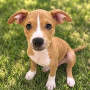 A brown and white puppy sitting on grass