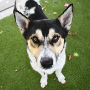 Matcha, Husky, young, available for adoption