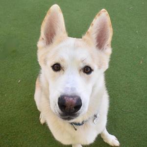 Bolt, Siberian Husky, young, available for adoption