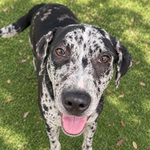 LaDonna, Catahoula Leopard Dog, puppy, available for adoption