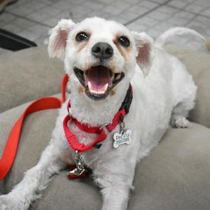 A white dog with a red collar and leash, sitting on a couch with its mouth open and tongue out.