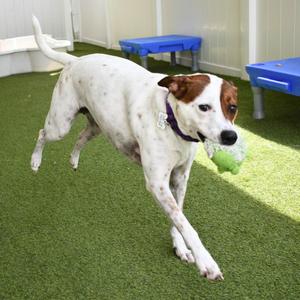 Lilly, Fox Terrier, young, available for adoption