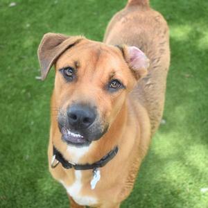 A brown dog with floppy ears and a black collar standing on green grass, looking up at the camera.