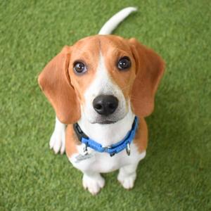 Oakley, Beagle, puppy, available for adoption