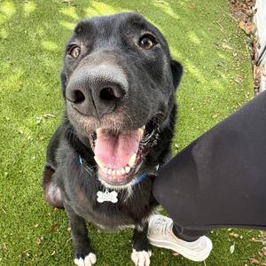 Marek, Labrador Retriever, young, available for adoption
