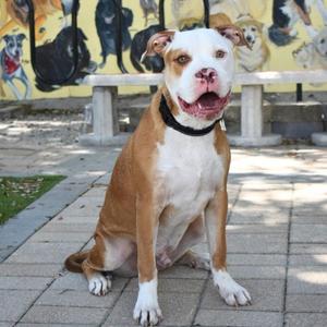 A brown and white dog sitting on a paved surface with a colorful mural in the background.