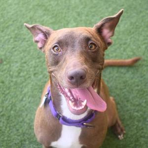 A happy brown dog with a purple collar is looking at the camera against a green background.