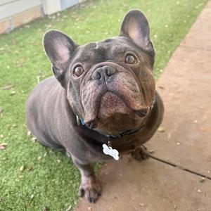 A gray French Bulldog sitting on a sidewalk, looking up with wide eyes and a slightly open mouth. The dog is wearing a collar with a bone-shaped tag.