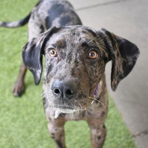 A brindle dog with large, expressive eyes looking directly at the camera. The dog has a black and brown mottled coat, floppy ears, and a purple collar. It is standing on a green artificial turf surface.