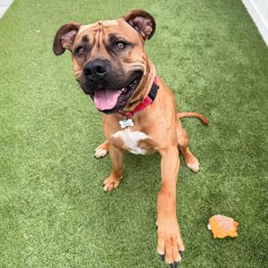 A brown dog with a black muzzle and ears sitting on green artificial grass, wearing a red collar with a bone-shaped tag, and looking up with its mouth open.