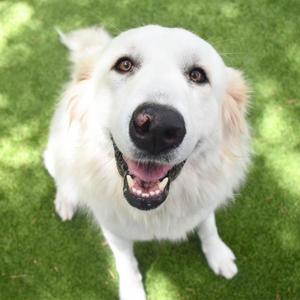 Aspen, Great Pyrenees, young, available for adoption